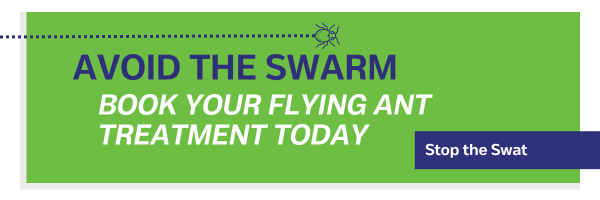 Avoid the Swarm Book your flying ant treatment today