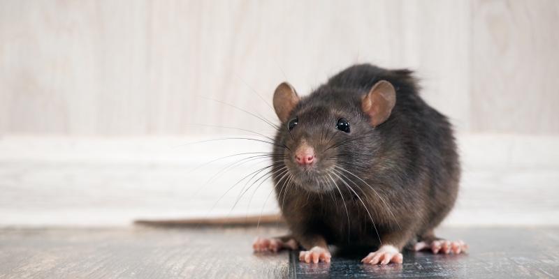 Best Mouse Traps Home Pets, Mouse Traps Safe Pets
